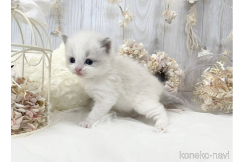 成約済の大阪府のラグドール-48163の12枚目